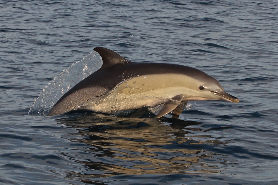 Tilen Genov 01 navadni delfin