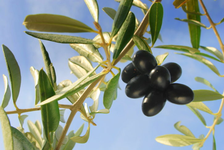Izola 2008 Trnkoczy olive sorte lecina