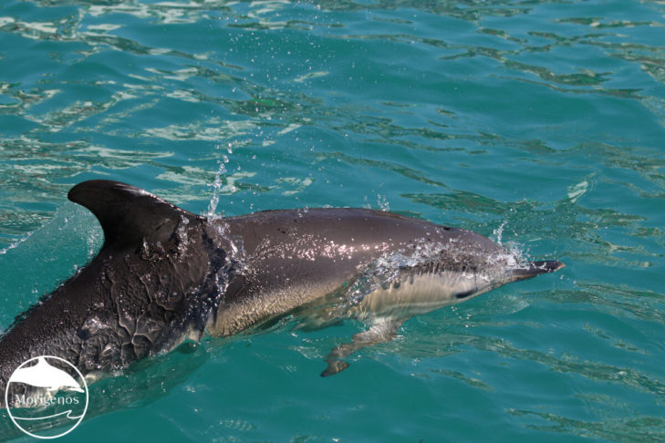 Morigenos navadni delfin 2022 1