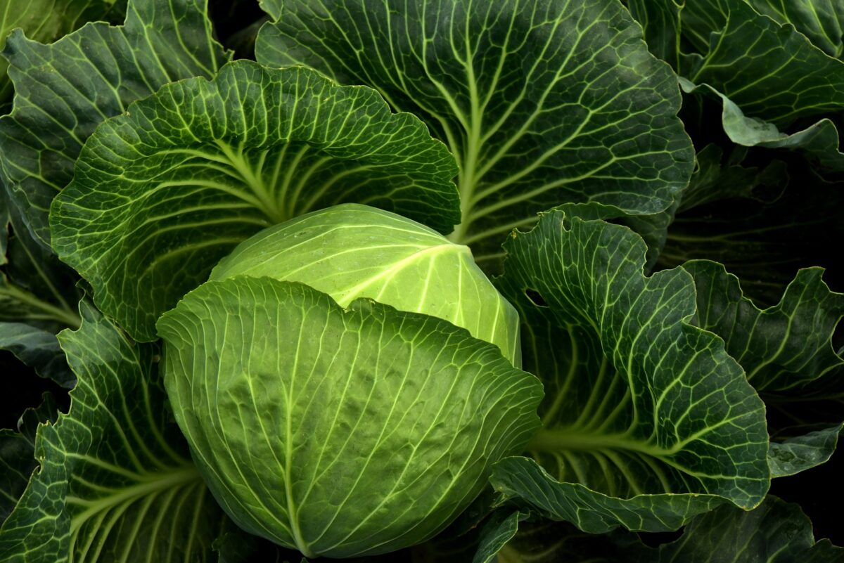 cabbage 3722498 1920