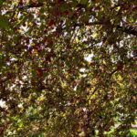 sadna drevesa v piranski občini 4 290140005 10159848732861480 8462907807674319058 n