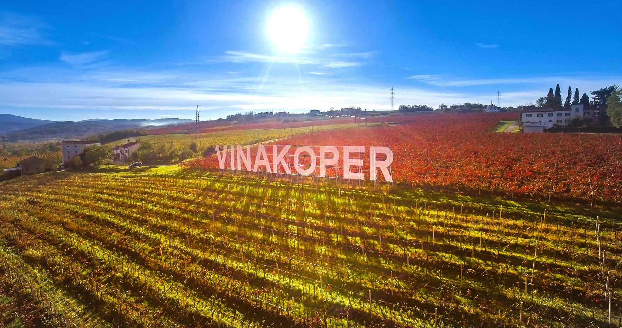 vinograd Vinakoper