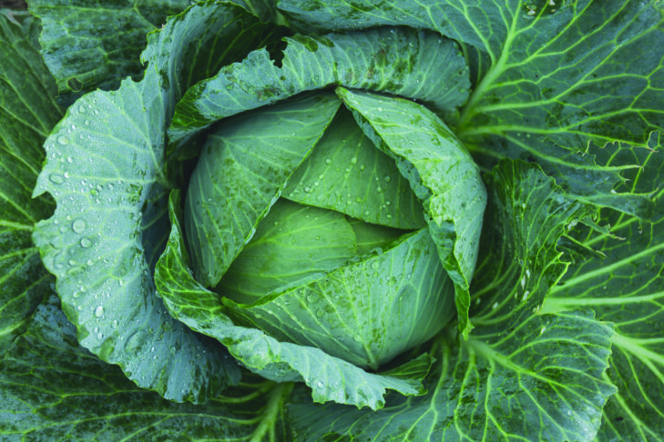 cabbage 1850722 1920