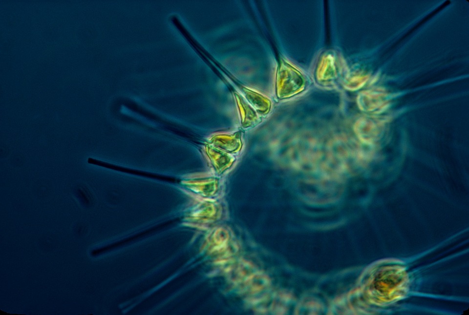 phytoplankton 1348508 960 720