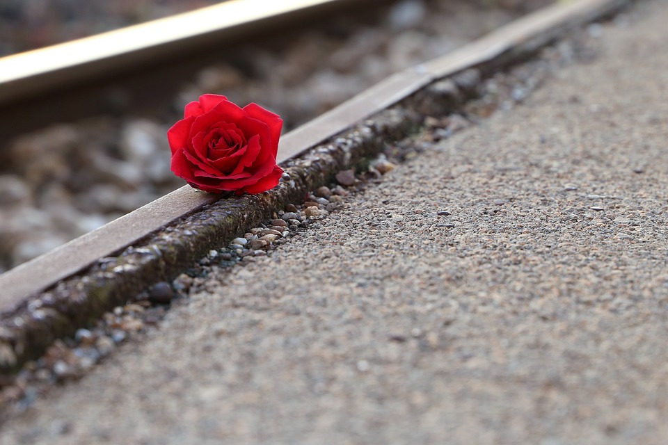 red rose near rail 3663515 960 720