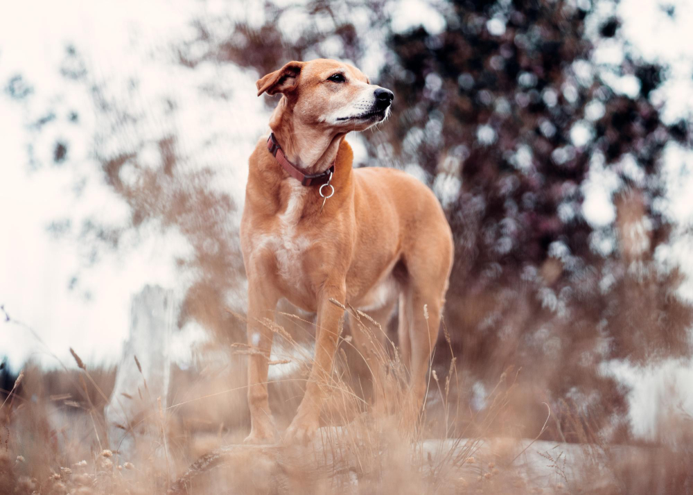 beautiful brown rhodesian ridgeback dog wilderness