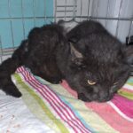 Želite pomagati pri obnovi zavetišča Mačja preja? 2 macka2