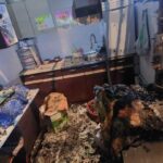 Želite pomagati pri obnovi zavetišča Mačja preja? 4 macka4