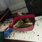 Želite pomagati pri obnovi zavetišča Mačja preja? 6 macka6