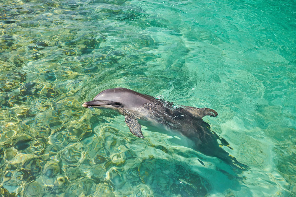 beautiful dolphin smiling blue swimming pool water clear sunny day