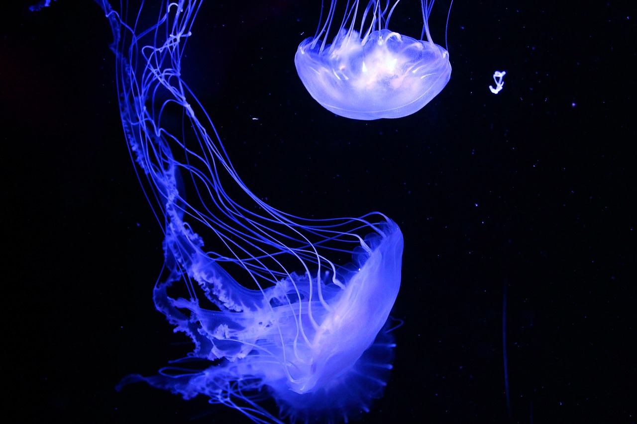 jellyfish 2180364 1280