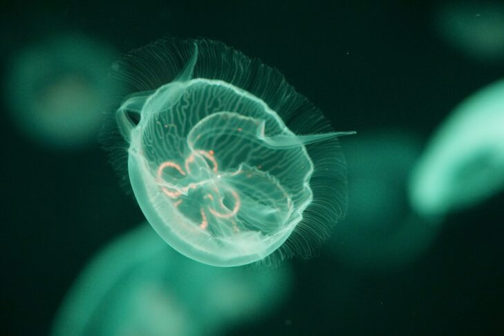 jellyfish 5275858 1280