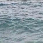 Na Hrvaškem kopalca napadla želva 3 1989EA1D 42F1 4E96 B555 FDCBB3E4976F