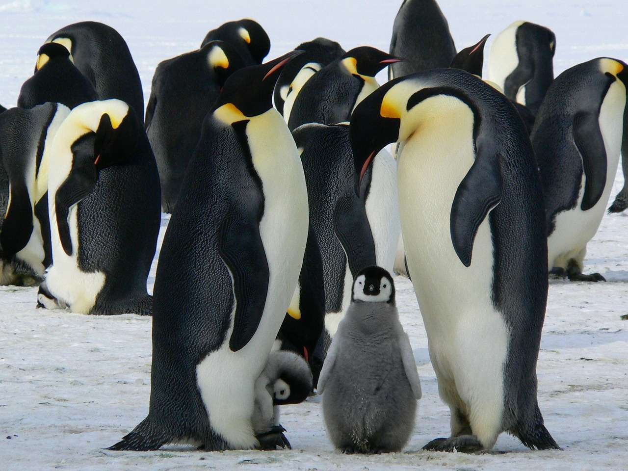 emperor penguins 429128 1280