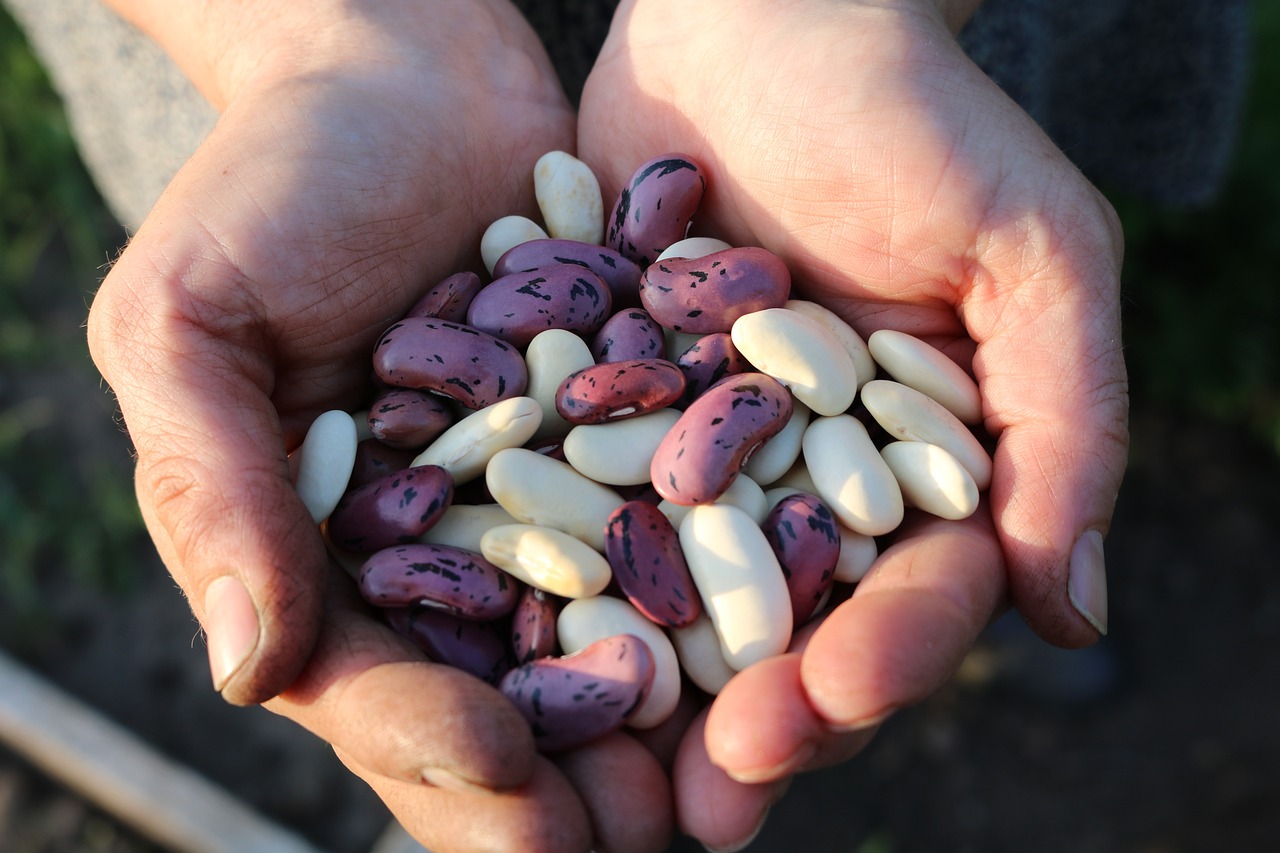 runner beans 1835646 1280