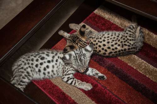 Silver and Gold Color Savannah Kittens