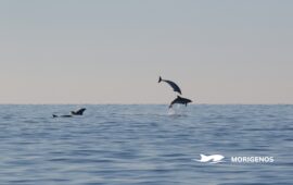 delfini piranski zaliv