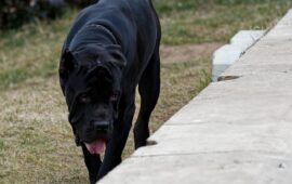 cane corso