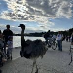 Atrakcija: Sredi belega dne z velikim tičem po Portorožu( FOTO IN VIDEO) 2 noj v mestu