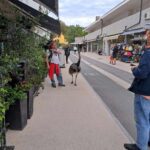 Atrakcija: Sredi belega dne z velikim tičem po Portorožu( FOTO IN VIDEO) 3 noj se sprehaja po mestu