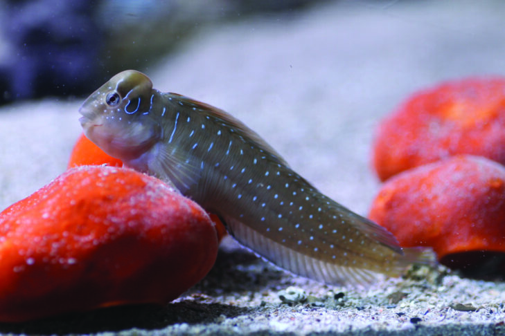 Blennius pavo