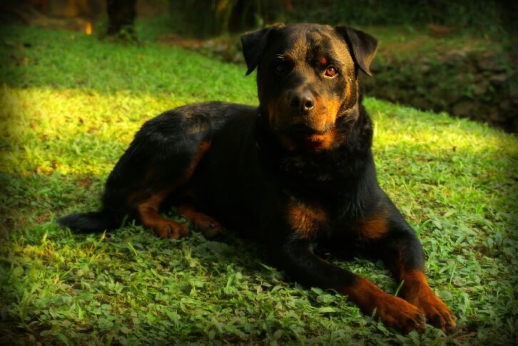 rottweiler 684880 1280