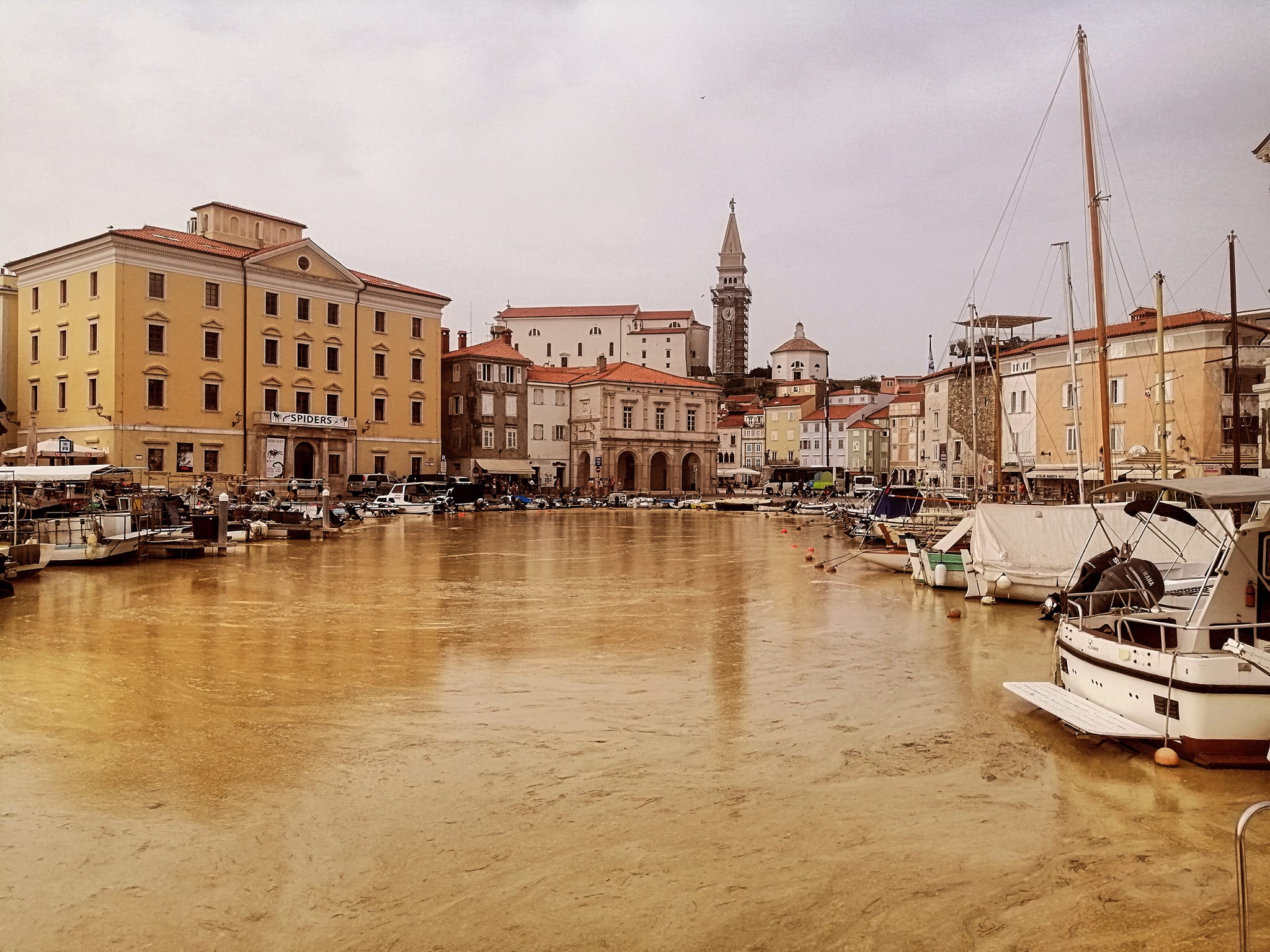 cvetenje morja piran