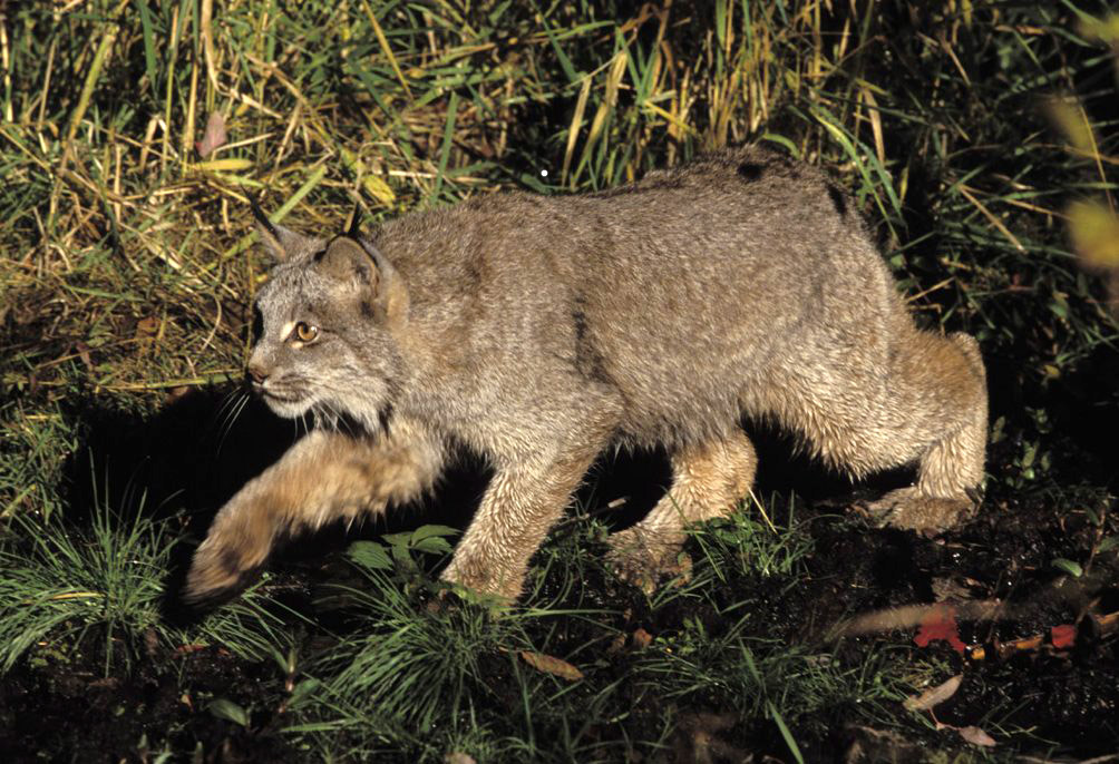 Lynx canadensis