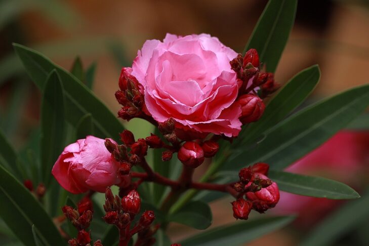 oleander