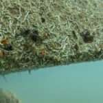 organizmi na podvodni skulpturi