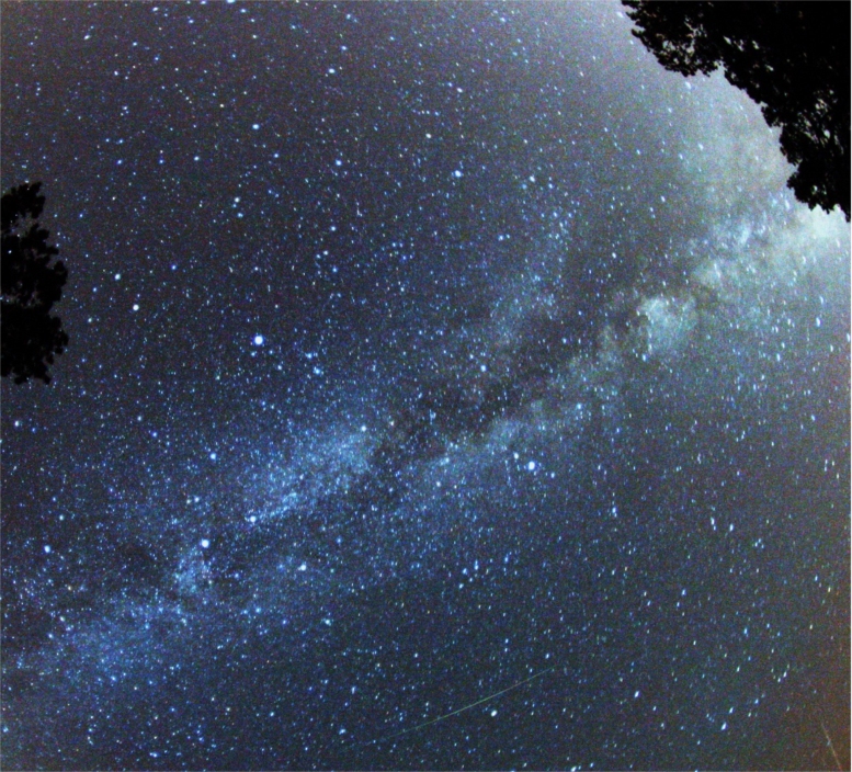 a starry night sky with trees Perzeidi