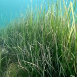 Kopalce na plaži Portorož izobražujejo o pomenu morskih travnikov 2 TRAVA2 Ciril Mlinar Cic