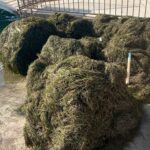 Kopalce na plaži Portorož izobražujejo o pomenu morskih travnikov 4 Trava Portoroz 2