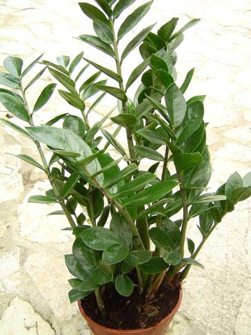 Zamioculcas zamiifolia 1