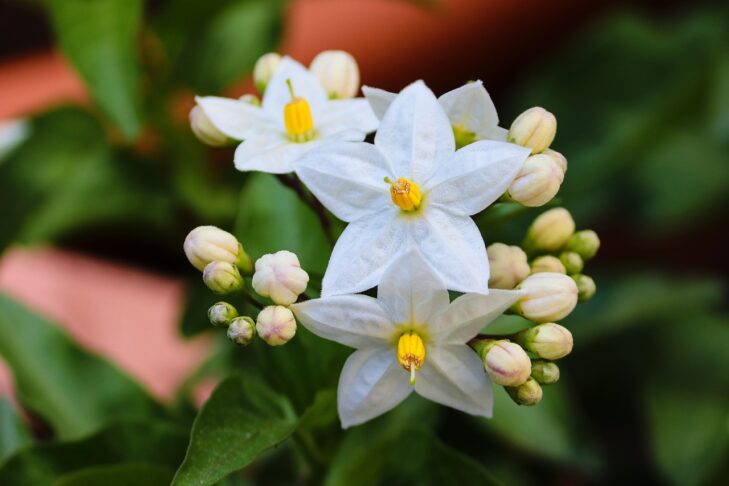 jasminum 5092158 1280