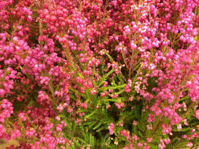 Erica gracilis