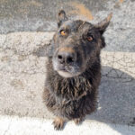 Nadomesti lahko 30 ljudi: Psička Zara pomaga rešiti pogrešane izpod ruševin 7 Reševalni psi