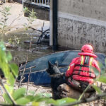 Nadomesti lahko 30 ljudi: Psička Zara pomaga rešiti pogrešane izpod ruševin 6 Zara1