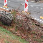 V Izoli drevo padlo na avto (FOTO) 2 padlo drevo