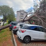 V Izoli drevo padlo na avto (FOTO) 4 drevo2 1