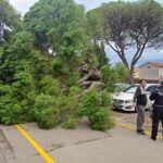 V Izoli drevo padlo na avto (FOTO) 3 drevo3