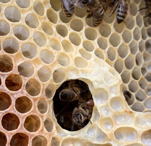 propolis domači recept proti kašlju