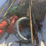 Prvo čiščenje morskih travnikov: Odstranili 380 kg odpadkov (FOTO) 6 Ciscenje morski travnikov Foto Zavod YouSea 11