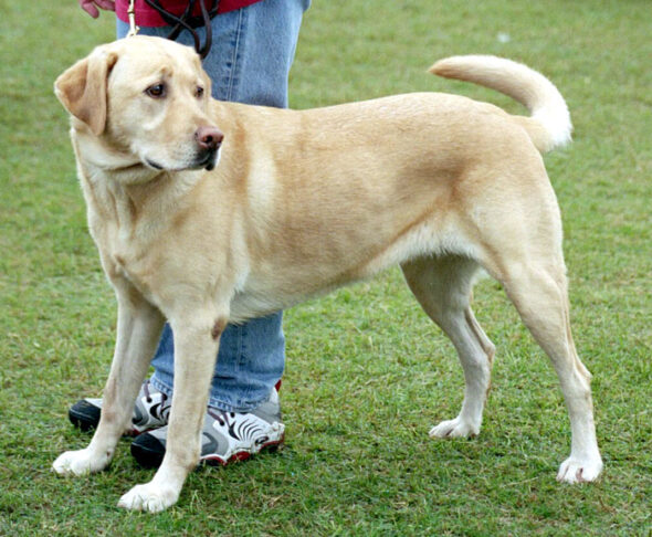 YellowLabradorLooking