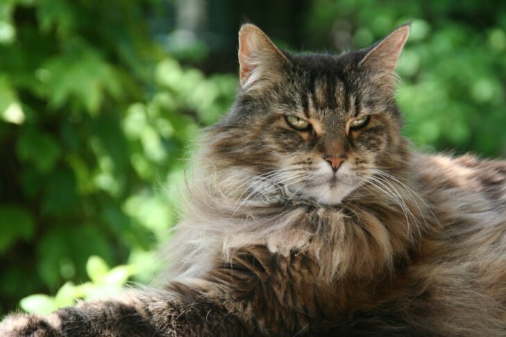 Nefertiti, maine coon 