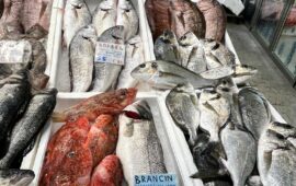 najdražja riba ribarnica koper tržnica slovenija škarpena tuna kozice