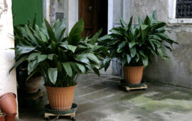 Sobna rastlina, zelena rastlina, aspidistra