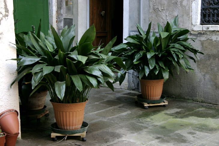 Sobna rastlina, zelena rastlina, aspidistra