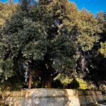 Sanacija dreves v portoroškem parku Rastelli (FOTO) 4 Hrast Rastelli 2