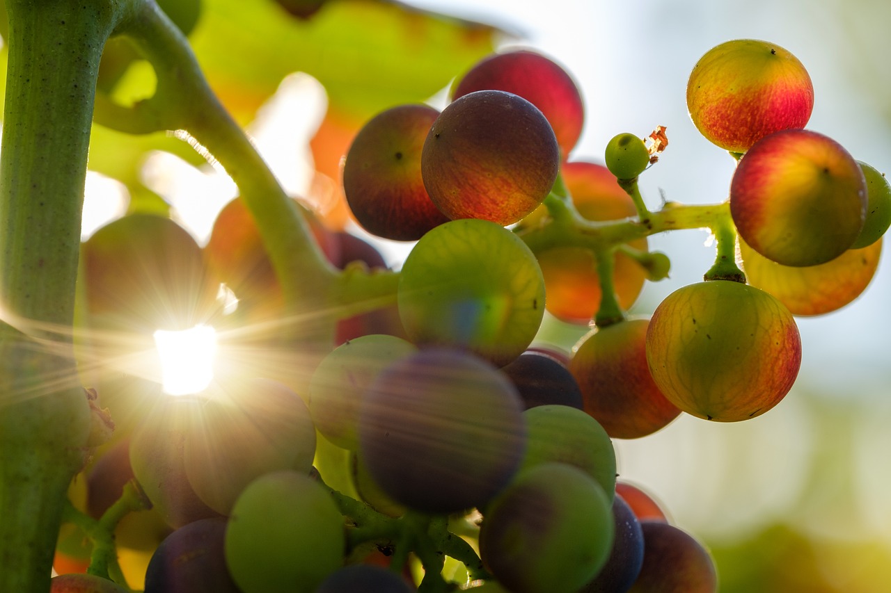 grapes 3550730 1280
